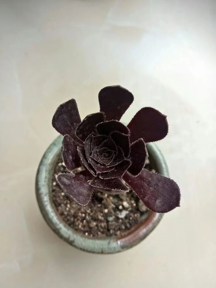 多肉砍头的怎么养,多肉怎么砍头才能爆发