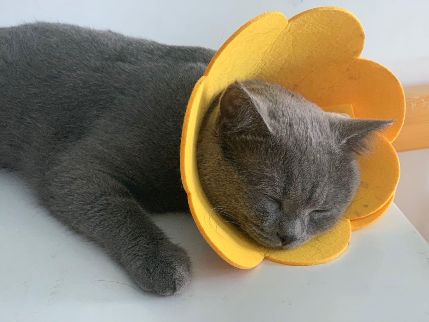 英短蓝白母猫最佳绝育年龄,英短蓝猫小奶猫的成长历程