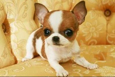 各种狗狗身价排名,各种狗的待遇对照表