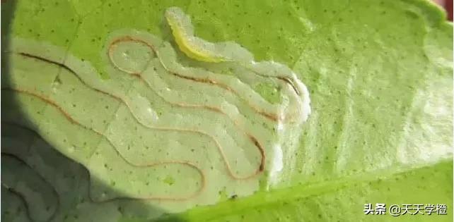 柑橘潜叶蛾的危害症状及防治措施,柑橘潜叶蛾防治最佳方法