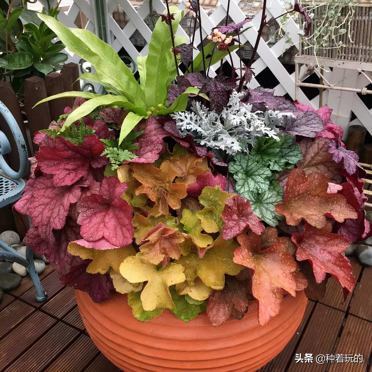 彩叶草矾根组合盆栽,最好看的彩叶草