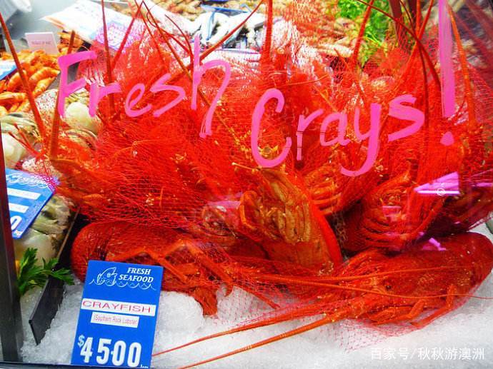 呱呱去旅游,呱呱去内蒙古旅游