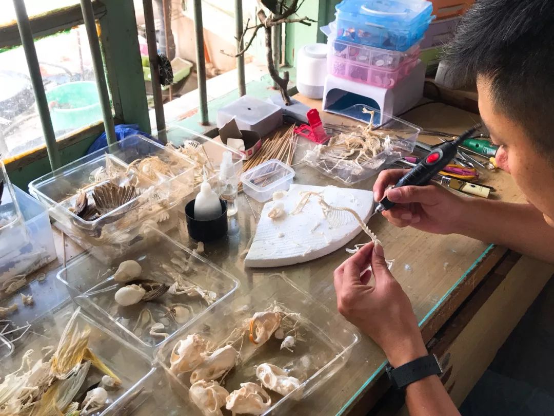 捡的动物尸体做标本收藏,现场解剖动物尸体