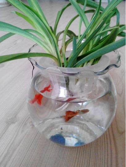 水培花卉里养什么鱼,水培盆栽里养什么鱼好看