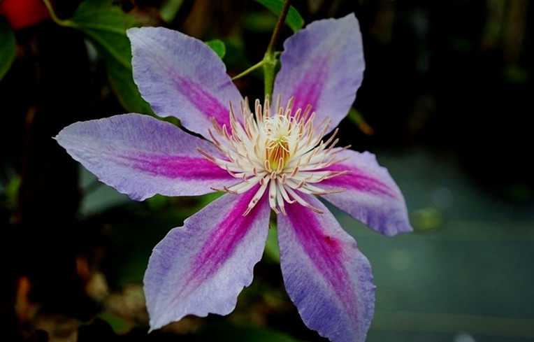 八字伤官官星两旺会发生什么,八字中伤官有什么特征