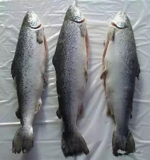 海南渔民整理的海鲜大全,渔民海鲜介绍