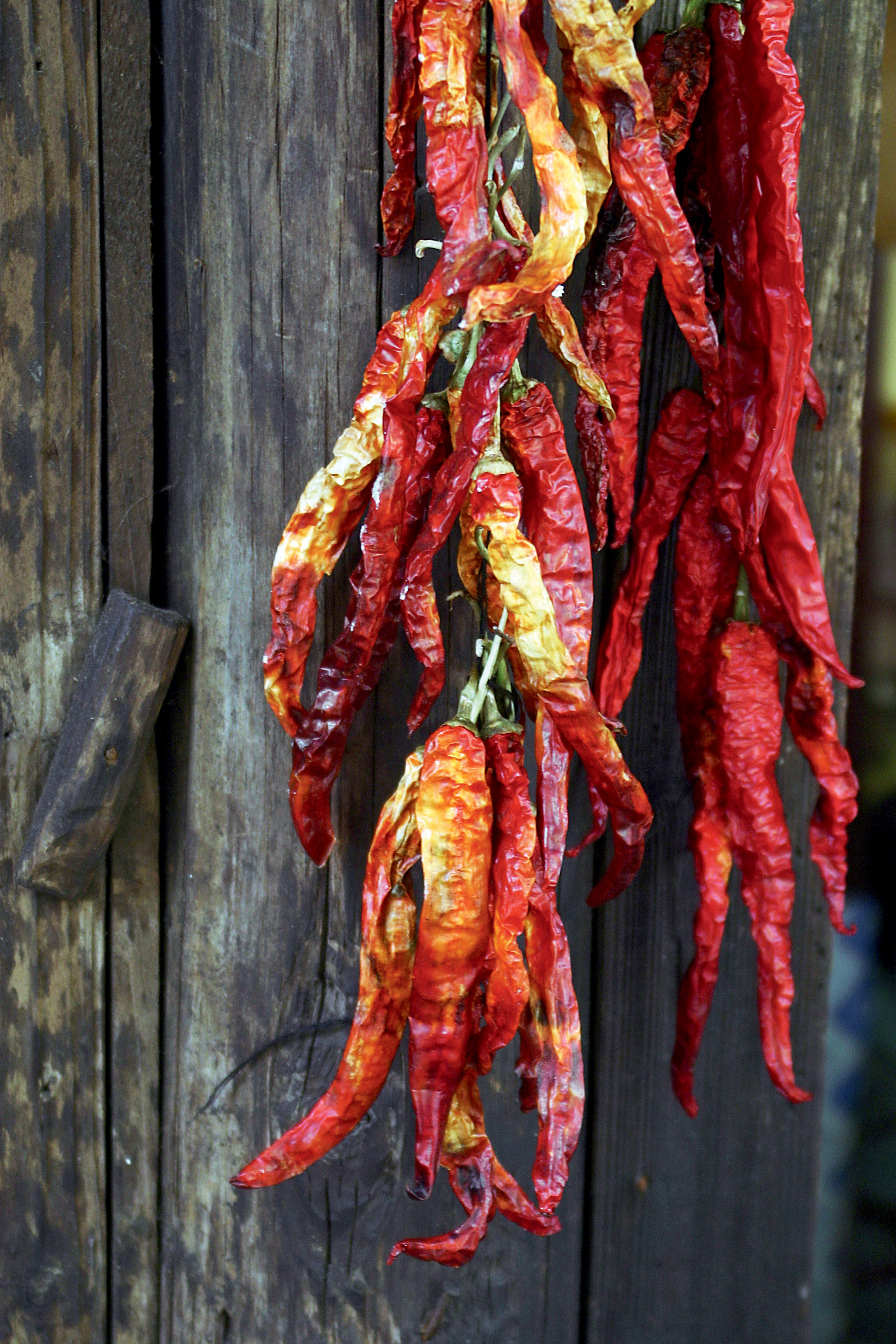 什么蛆可以吃,什么蛆吃腐肉快