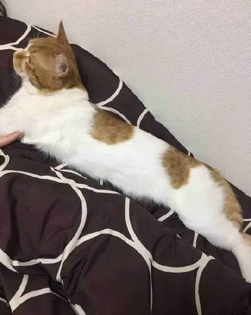 猫的终极凡尔赛：你的屏幕放不下我的腿