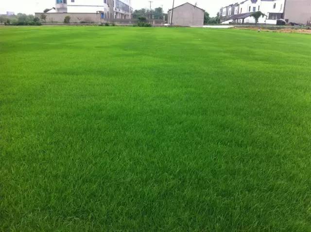 楼顶草坪花园设计效果图,草坪该如何养护管理