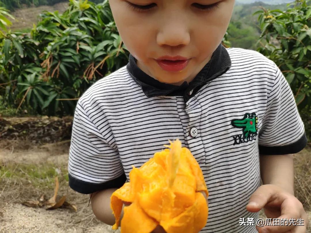 海南小台芒皮薄肉厚甘甜多汁,海南正宗台芒芒果