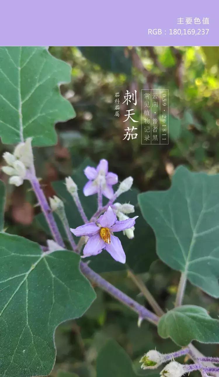 喜欢紫色的女人是不是男朋友多呀,一个喜欢紫色的女孩