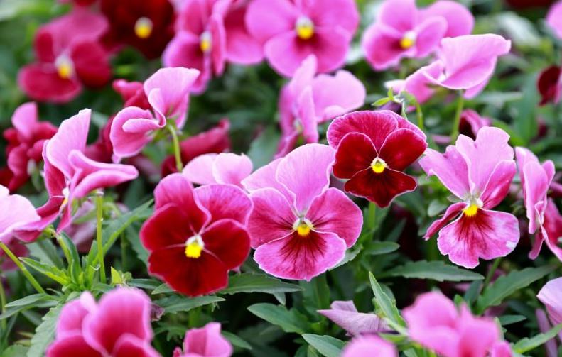 三色堇开花颜色,三色堇花语爱与勇气