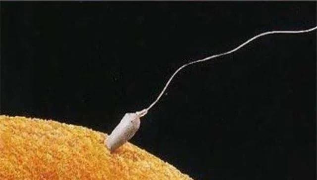 为什么几亿个精子受孕概率还不高,无数个精子只有一个与卵子结合