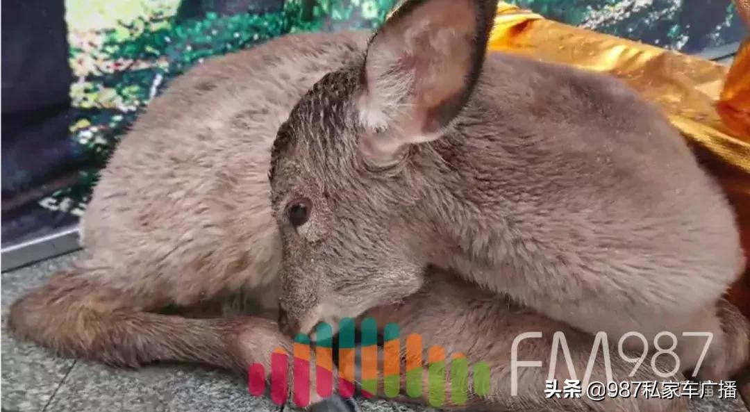 福州梁厝鹿岛公园免费,福建鹿岛公园最新消息