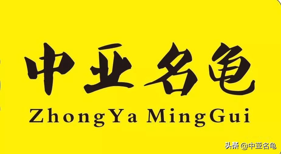 新手养龟快速入门教程,石金钱龟冬天怎么养新手必看