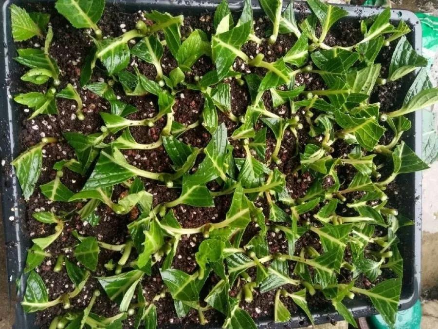 什么花最好养最耐阴,什么花最好种又耐阴