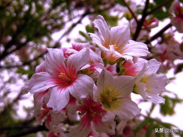 独一无二的文冠花,庭院文冠花