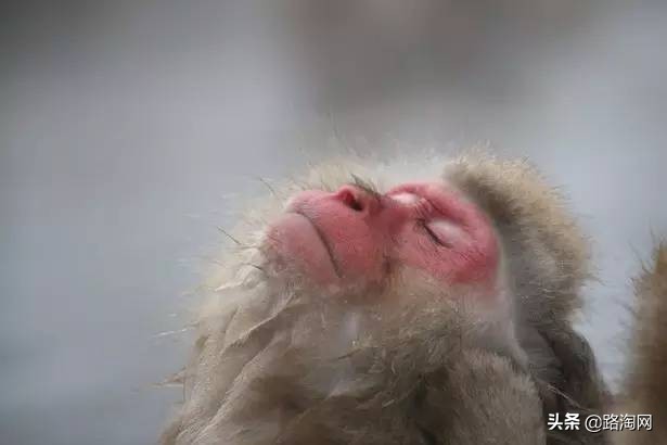 日本温泉猴子纪录片,日本猴子泡温泉头顶毛巾