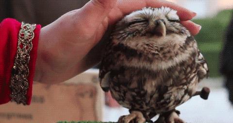 搞怪可爱猪图,搞笑猪脸图片