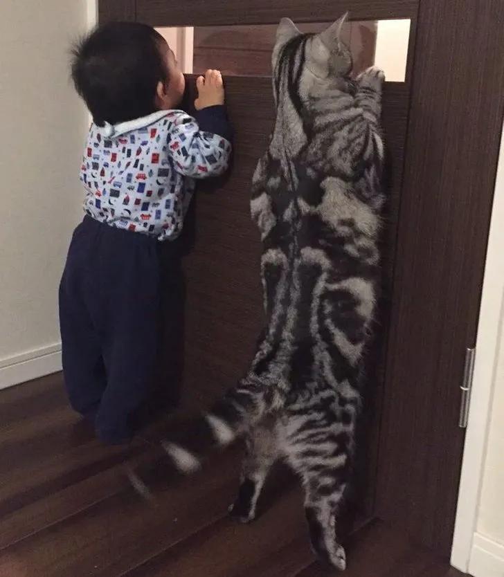 万万没想到猫咪是这样出现的,万万没想到猫