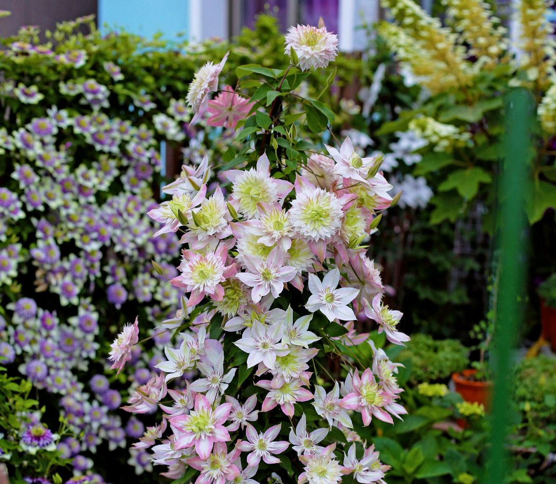 这“38种花”，当你开始收集品种时，你已入坑颇深