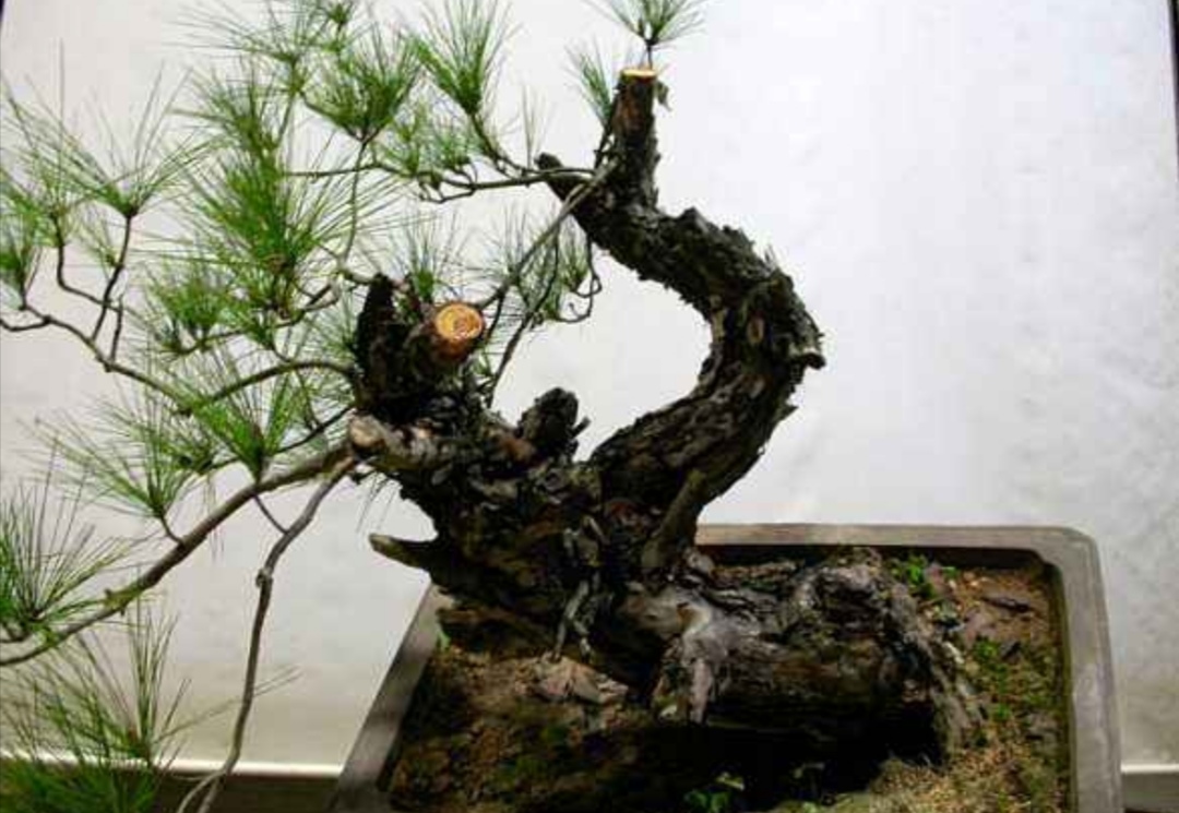 如何选择山上的野松树做盆景,松树盆景怎么种成活率高呢