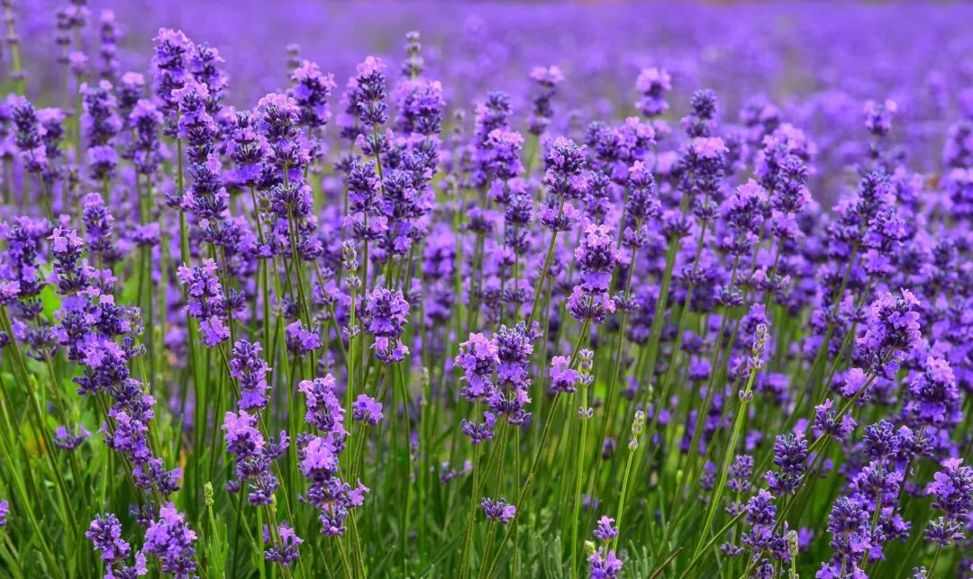 伊犁霍城薰衣草普罗旺斯,霍城薰衣草和北海道普罗旺斯