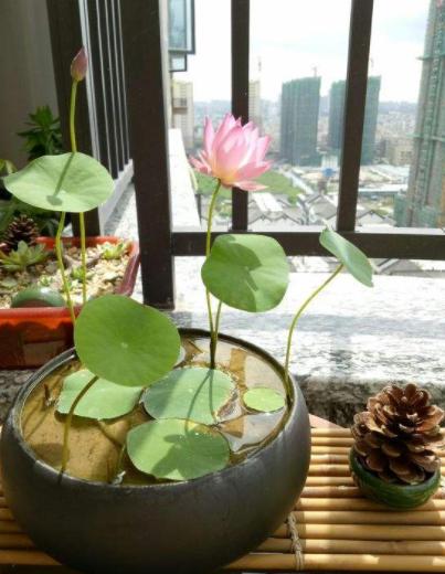 夏季养碗莲，叶子圆润花型雅致，给家里添贵气，花开十里飘香