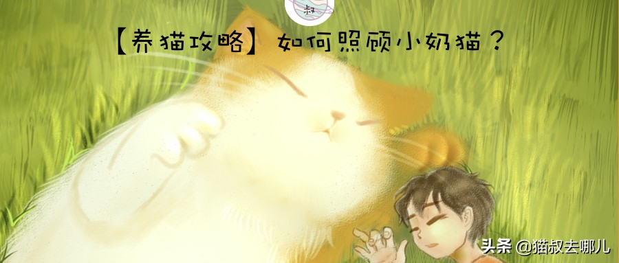 养猫怎么养大小猫,养猫怎么才能养好小猫咪