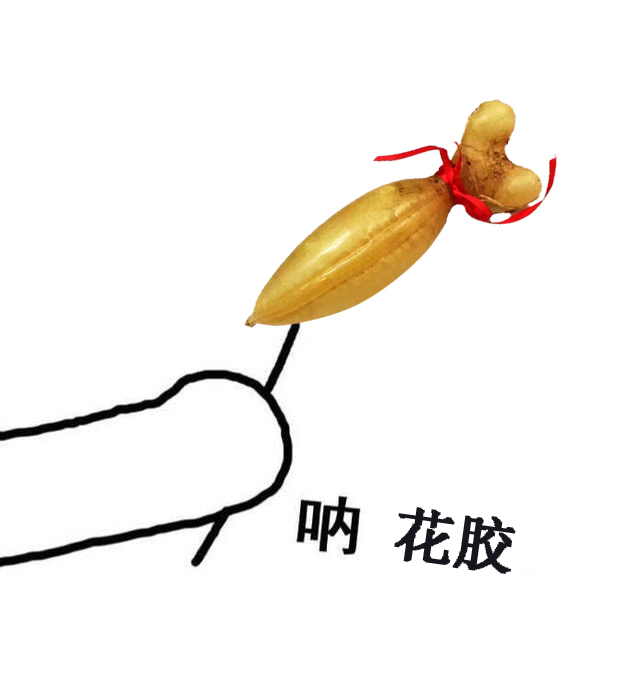 花胶的正确泡发方法大全图解,花胶前处理