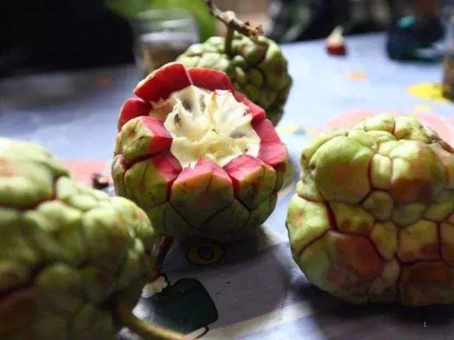 黑老虎亩产多少斤果,黑老虎亩产4000斤是真的吗