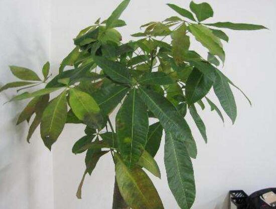 发财树病虫害治疗方法,发财树病虫害防治