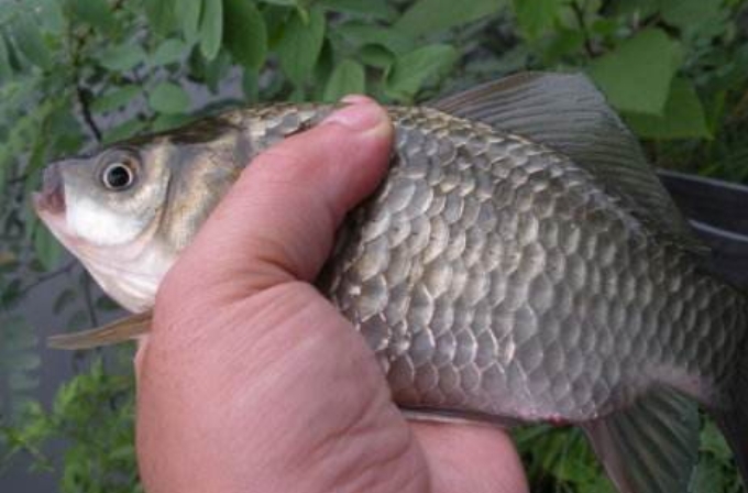 面食饵料钓不到鱼怎么办,冬季钓鱼有鱼口钓不上