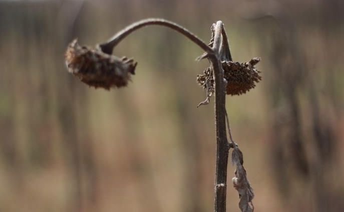 「原创诗词」金子正|秋风不是无情客一岭黄花照眼明