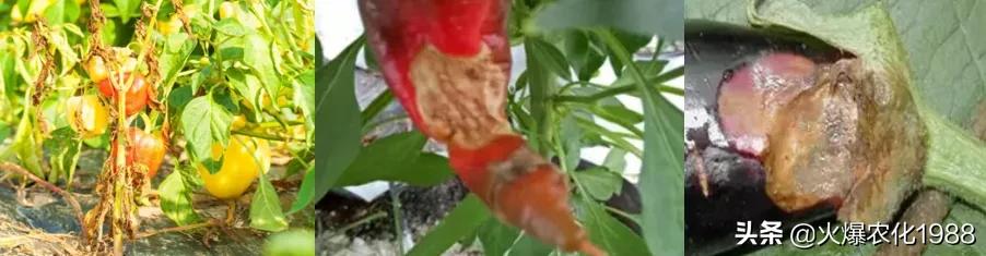 能杀灭真菌细菌病毒的东西,专杀细菌杀菌剂大全