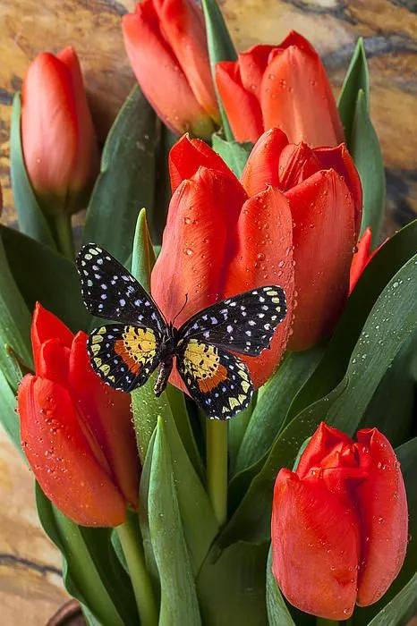 100个惊艳的美人盘点,中国最美的50个美人