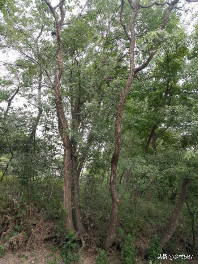 神奇古树奇观,神奇古树