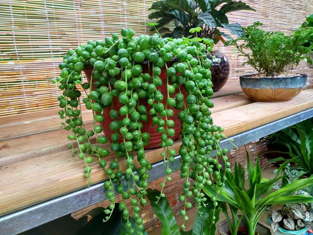 佛珠植物养多久可以爆盆,佛珠绿植怎么养才壮