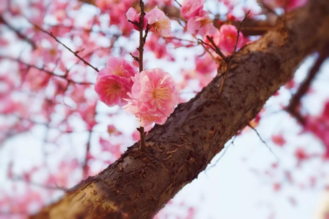 西安外国语大学原来叫什么,西安外国语大学是什么学校