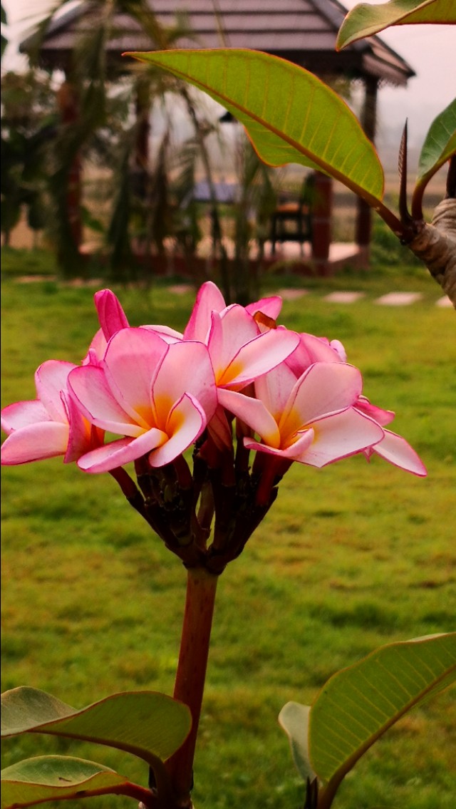 为什么老挝把鸡蛋花当成国花,为什么鸡蛋花是老挝的国花