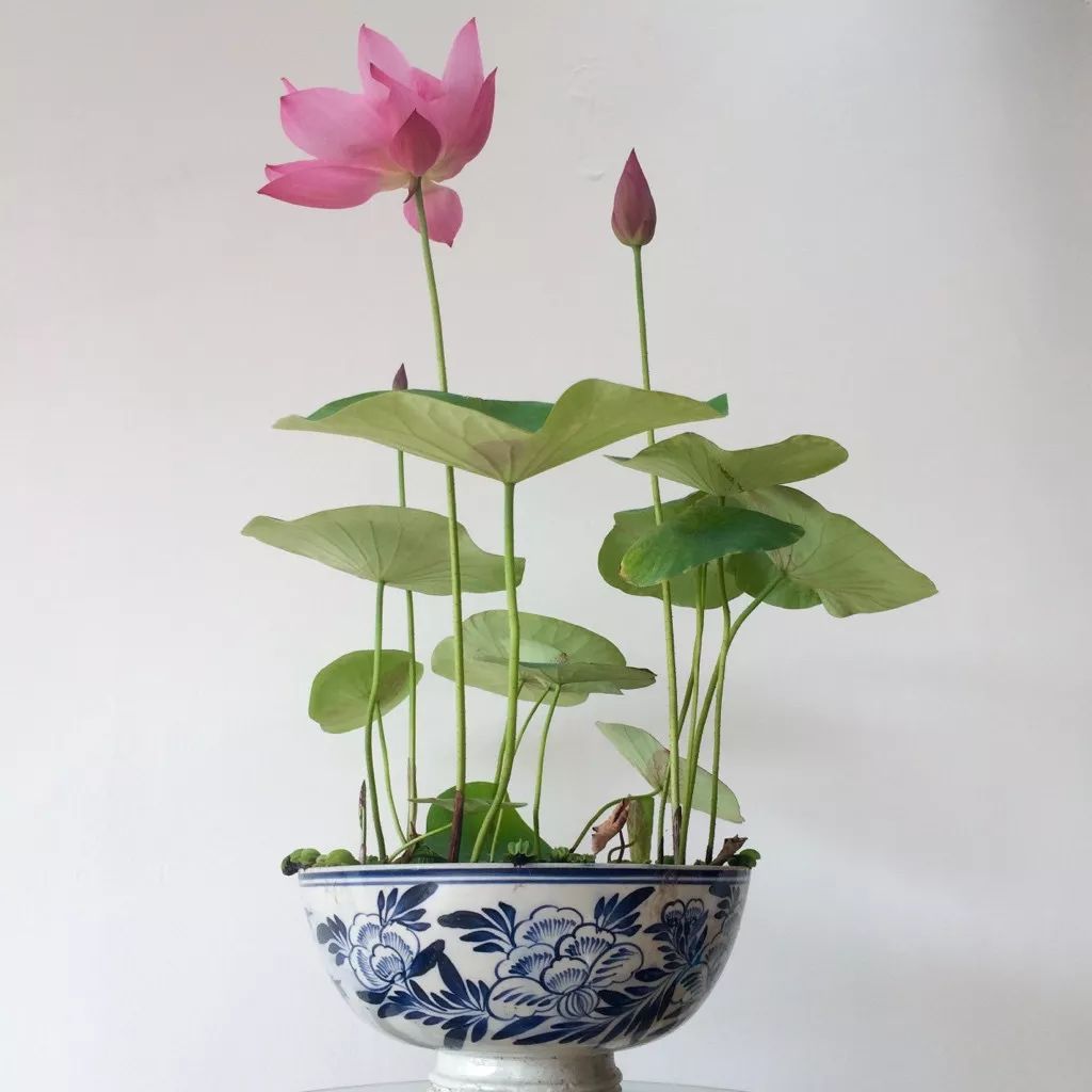 最受欢迎的3种花,这3种花真的很难养