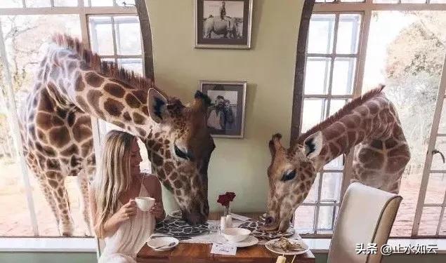 吃长颈鹿治艾滋病?为保护谣言下的生命他们建了家世界唯一的酒店
