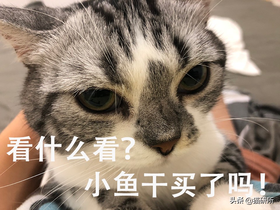 喂药时怎么让猫咪不乱动,喂药给猫方法