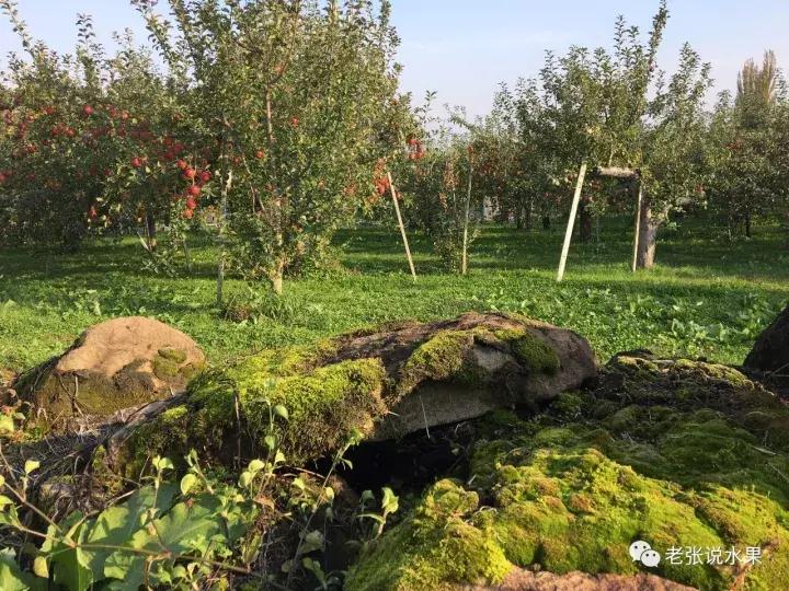 优良的有机苹果,有机苹果绿色