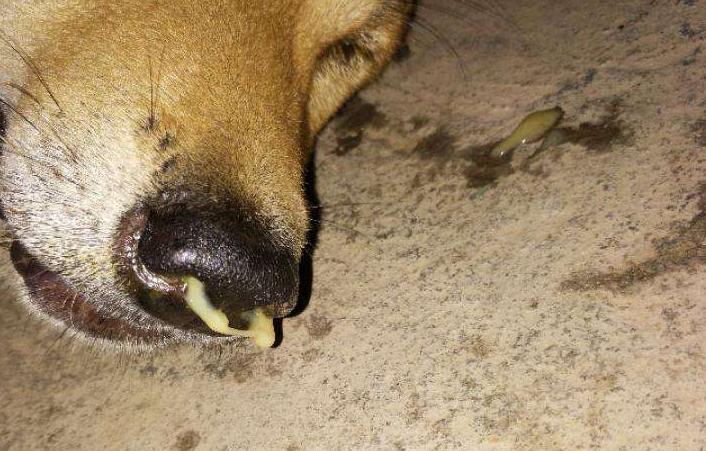 狗狗生病了不吃只喝水还流鼻涕,狗狗流鼻涕治疗方法