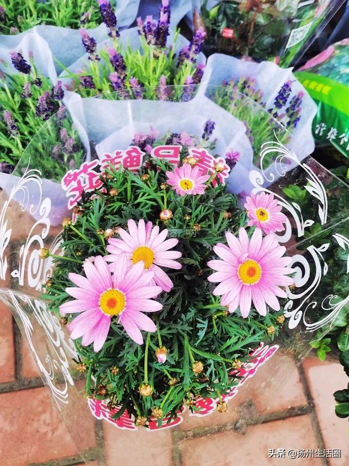 扬州盆栽花卉批发市场,扬州花木城花卉批发市场