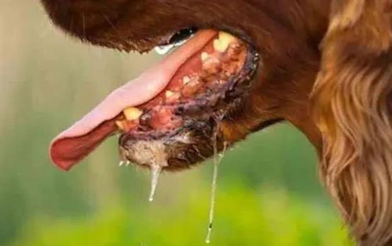 狗狗出现哪6种现象就得了狂犬,夏天狗狗为什么要降温