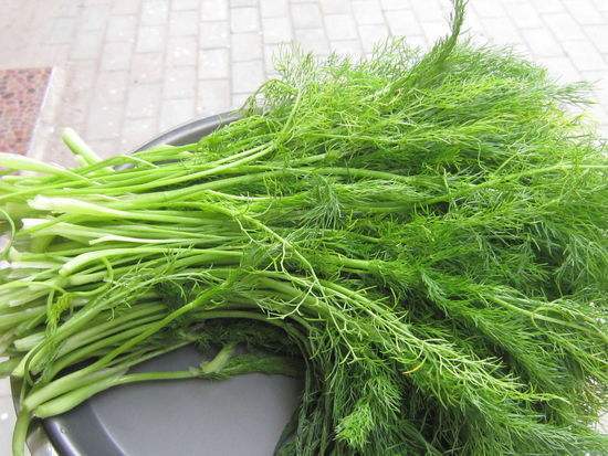 好吃不过饺子,秋天不种茴香苗,窜苗快一茬茬割着吃,真新鲜