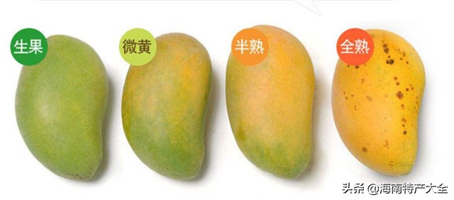 十分钟快速催熟一个芒果的方法,芒果比较快的催熟方法