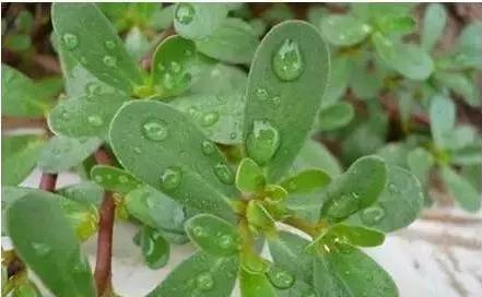 带你们认识这些野生草药,农村随处可见的几种野生中草药